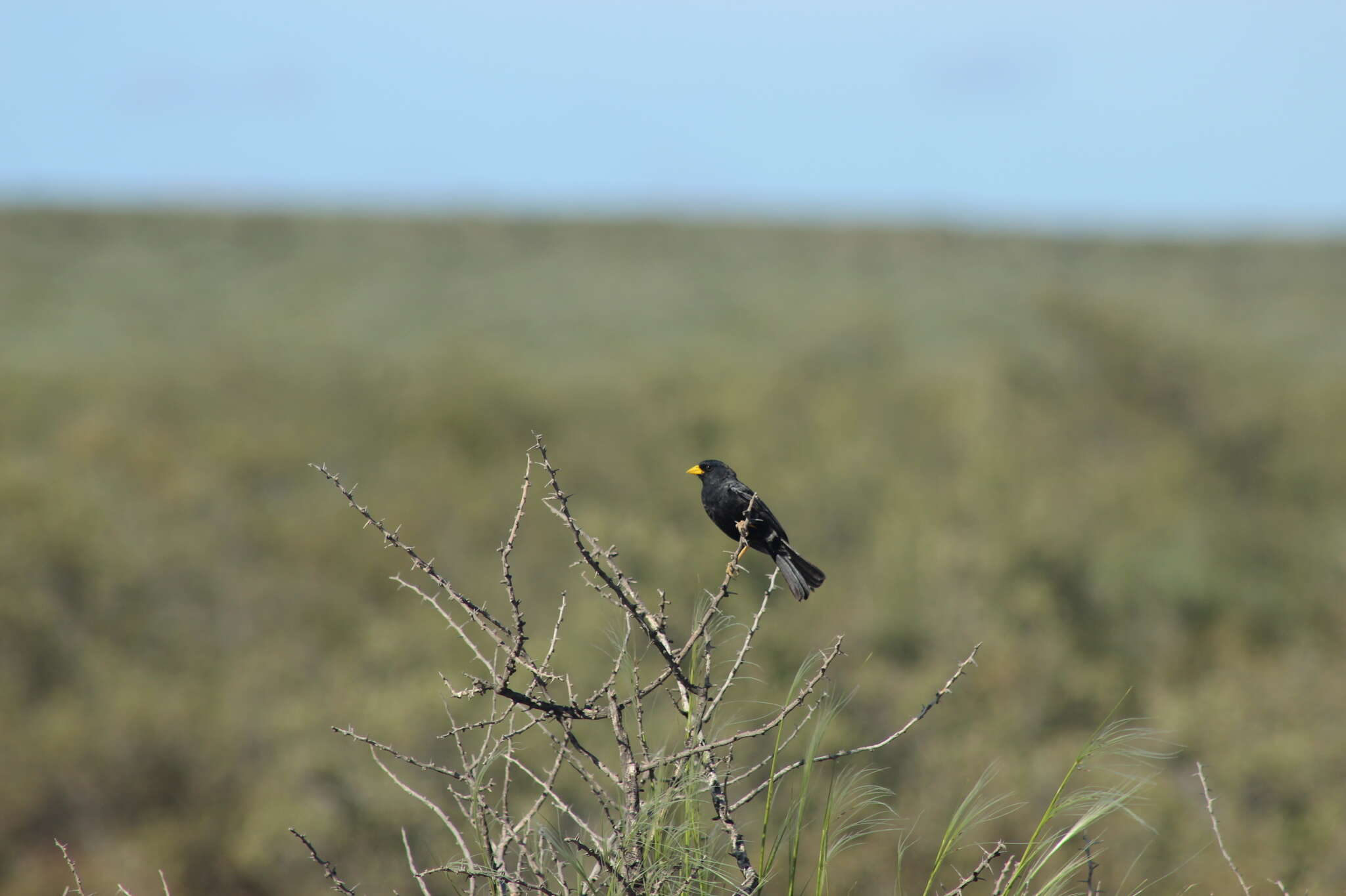 Image of Rhopospina carbonaria