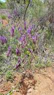 Image of French lavender