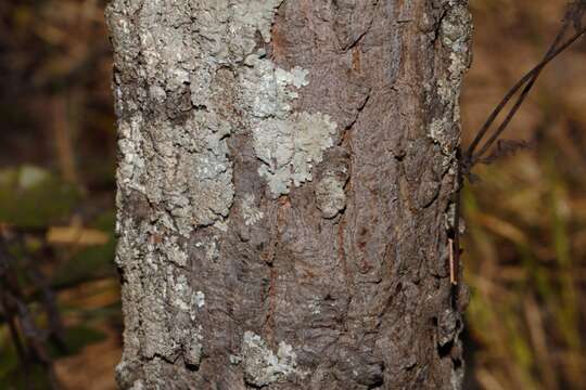 Image of Brick-red ochna