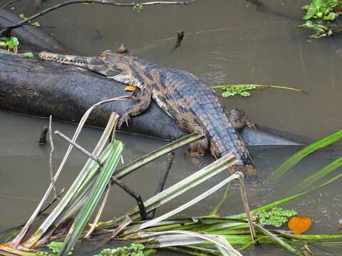 Image of Tomistoma