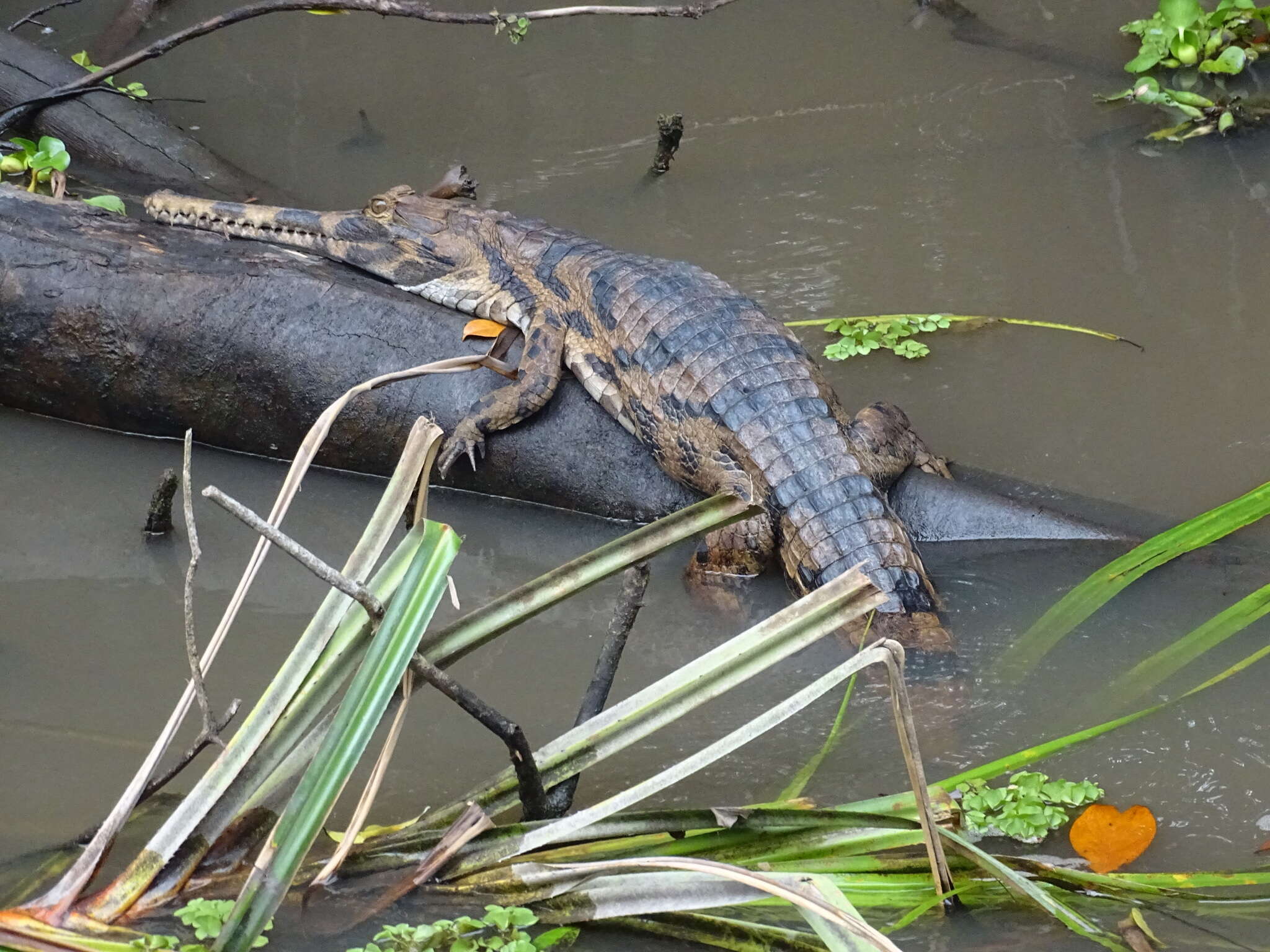 Plancia ëd Tomistoma