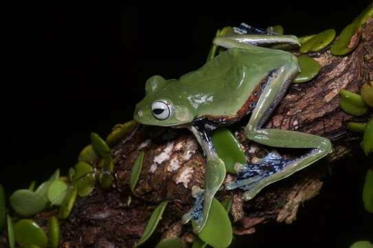 Image de Rhacophorus norhayatii Chan & Grismer 2010