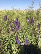 Imagem de Salvia nemorosa subsp. pseudosylvestris (Stapf) Bornm.