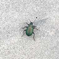 Imagem de Calosoma (Calosoma) schayeri Erichson 1842