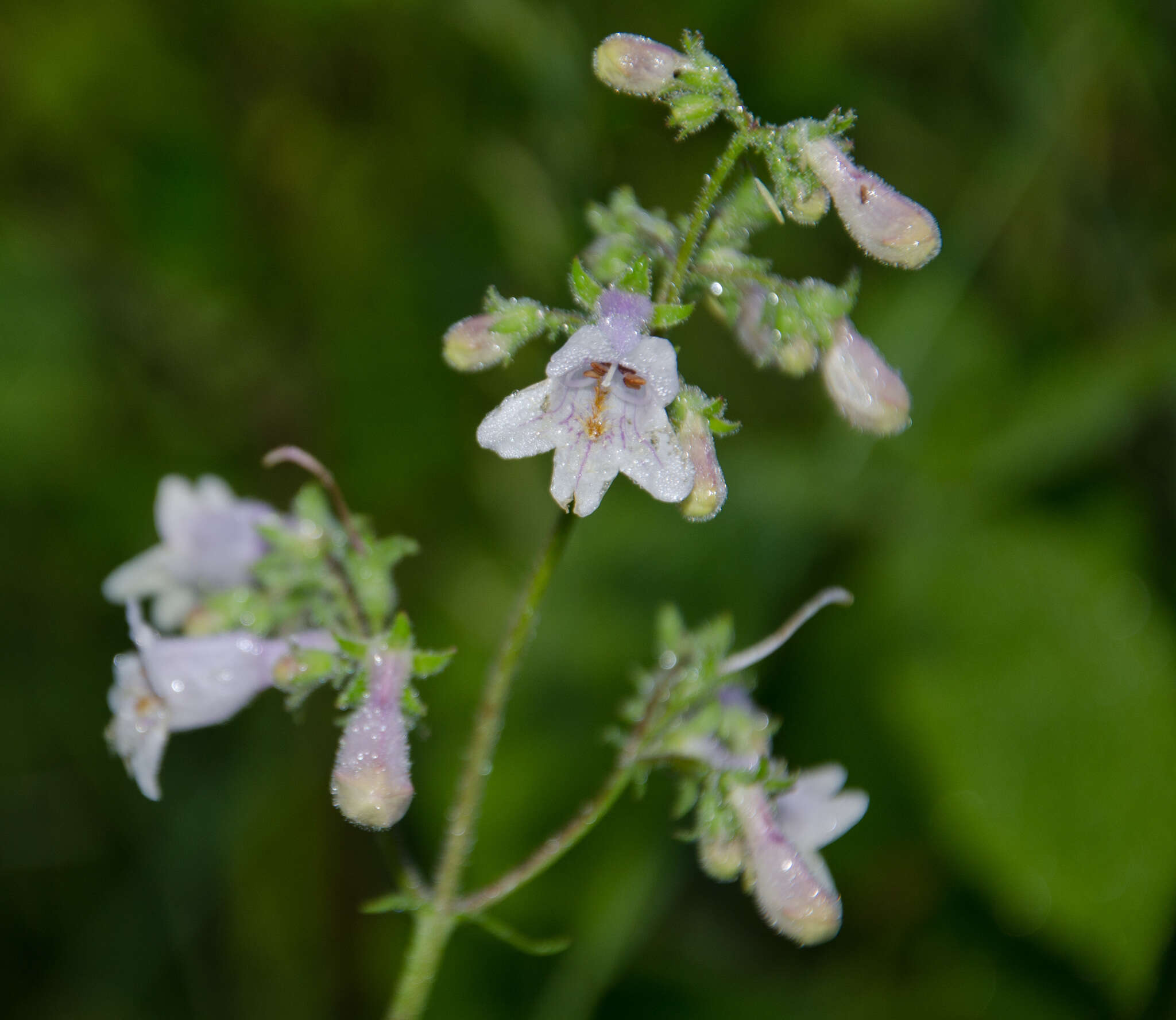 Penstemon canescens (Britt.) Britt. resmi