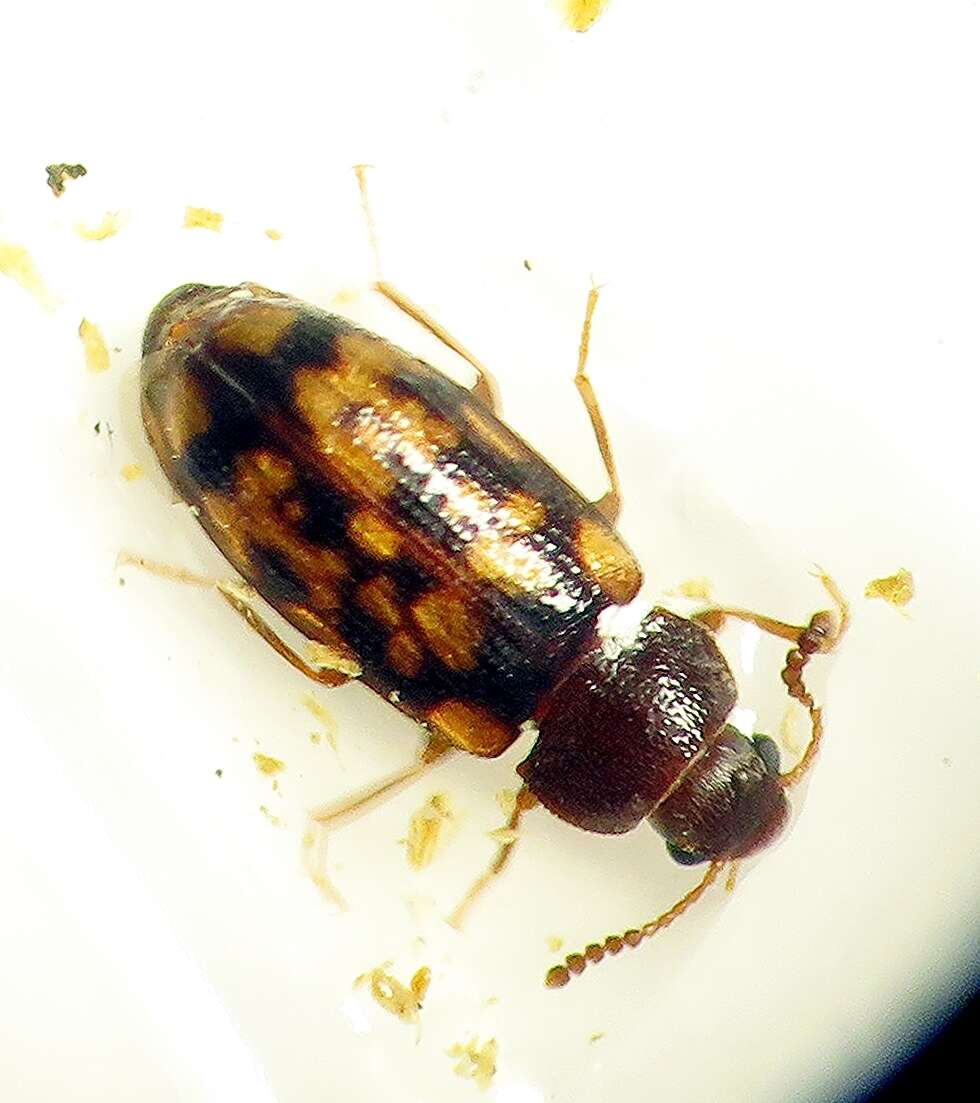 Mycetophagus pluripunctatus Le Conte 1856的圖片