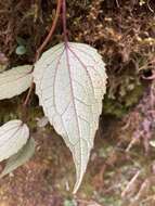 Image of Aster formosanus Hayata