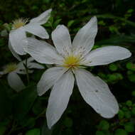 Image of New Zealand clematis
