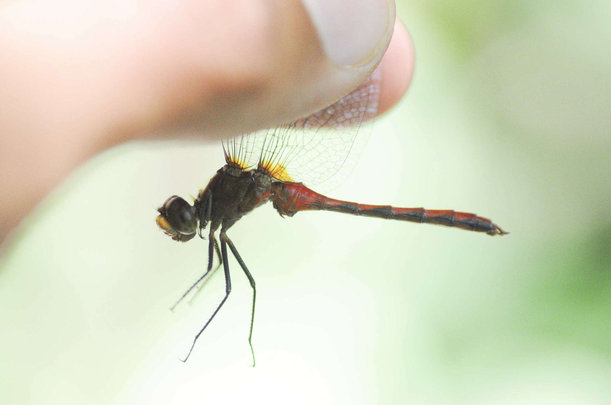 Image of Ruby Meadowhawk