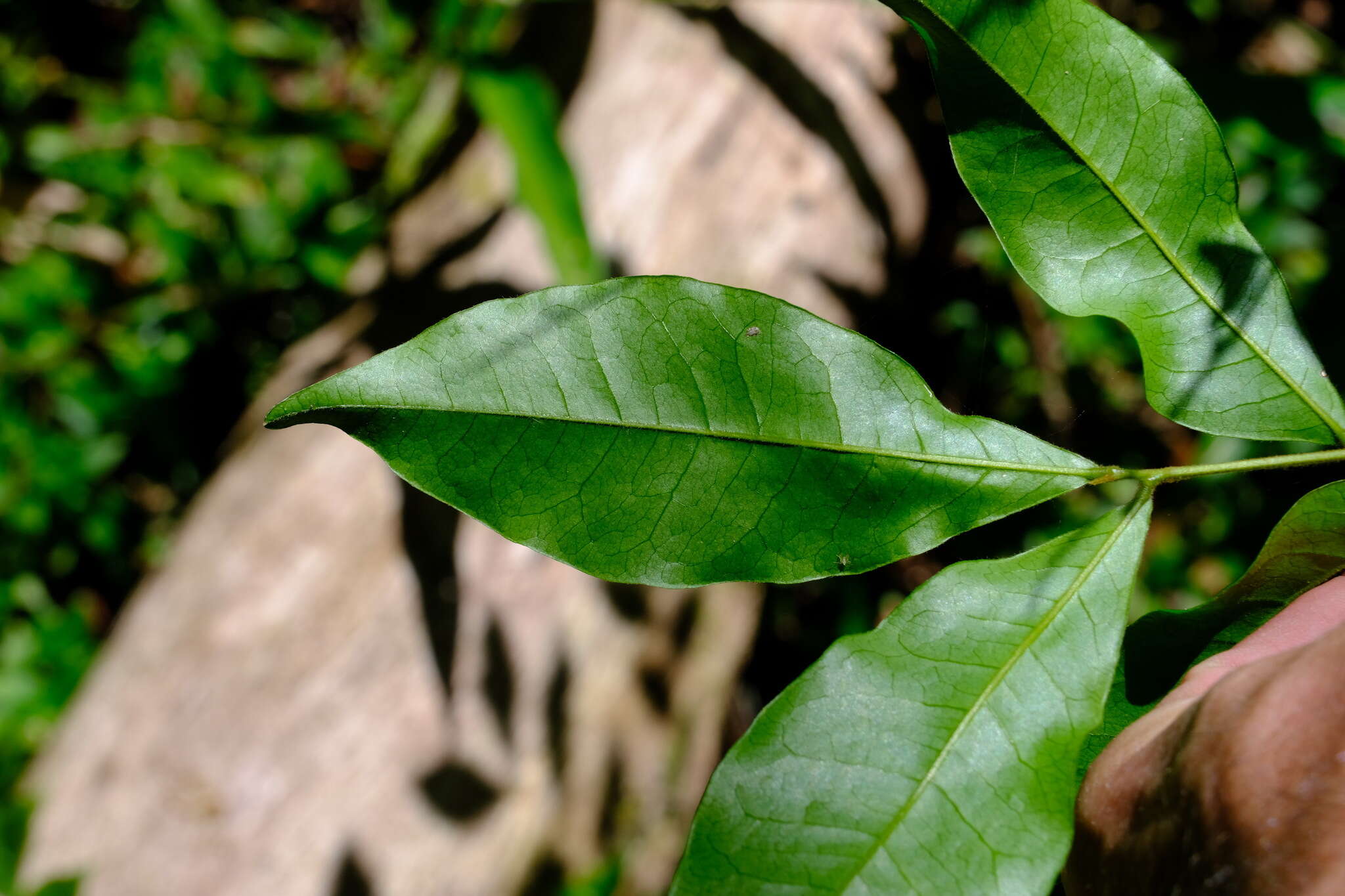 Image of Pararchidendron pruinosum (Benth.) I. C. Nielsen