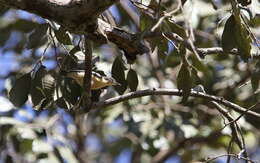 Image of Yellow-bellied Hyliota