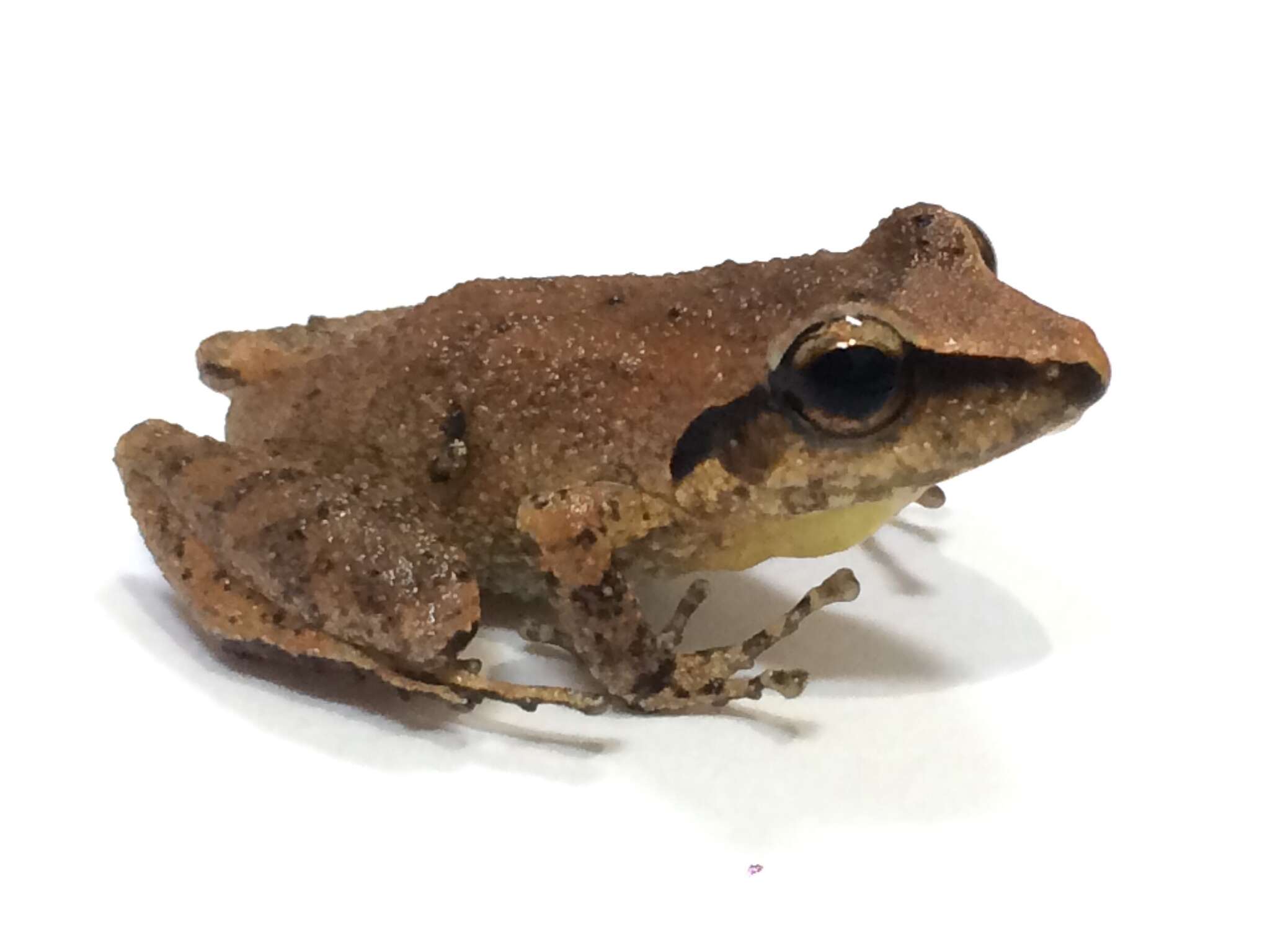 Image of Paulo's Robber Frog