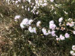 صورة Kunzea opposita F. Müll.