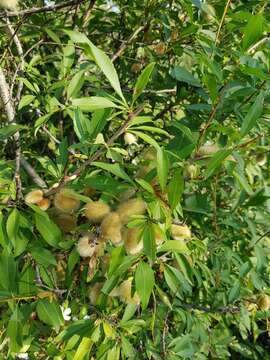 Imagem de Prunus tenella Batsch