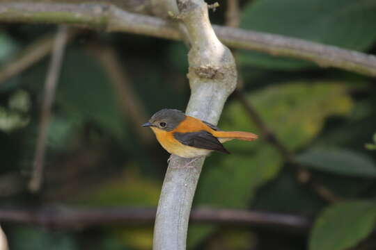 Image de Gobemouche orange et noir