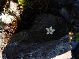 Image of knotted pearlwort