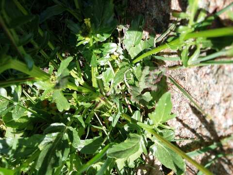 Image of medium flowered winter-cress