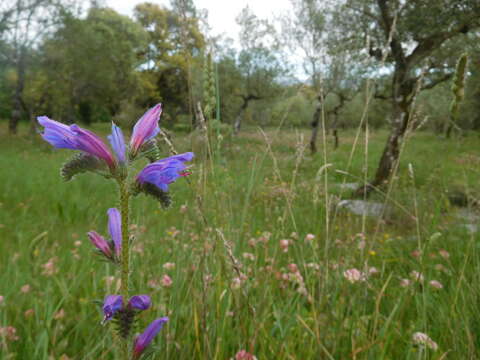 Image of Echium tuberculatum Hoffmanns. & Link