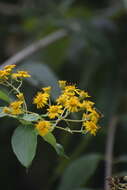 Plancia ëd Otopappus tequilanus (A. Gray) Rob.