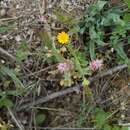 Imagem de Platycapnos spicata (L.) Bernh.