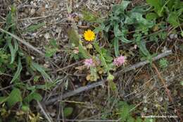 Imagem de Platycapnos spicata (L.) Bernh.