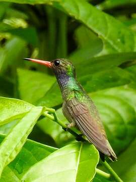 Image of Blue-throated Sapphire