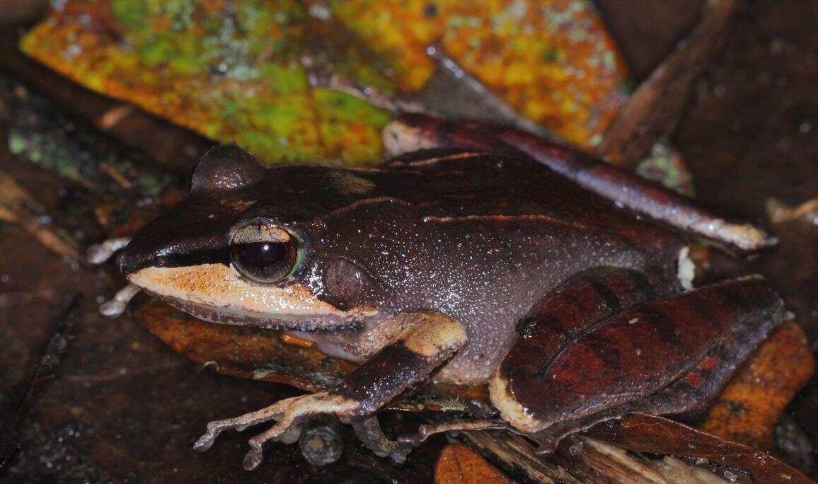 Image of Common Madagascar Frog