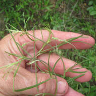 Image of narrowleaf Indian breadroot