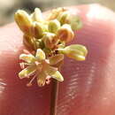 Image of Irion County buckwheat