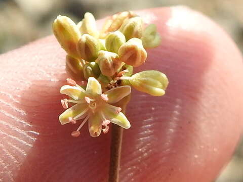 Image of Irion County buckwheat