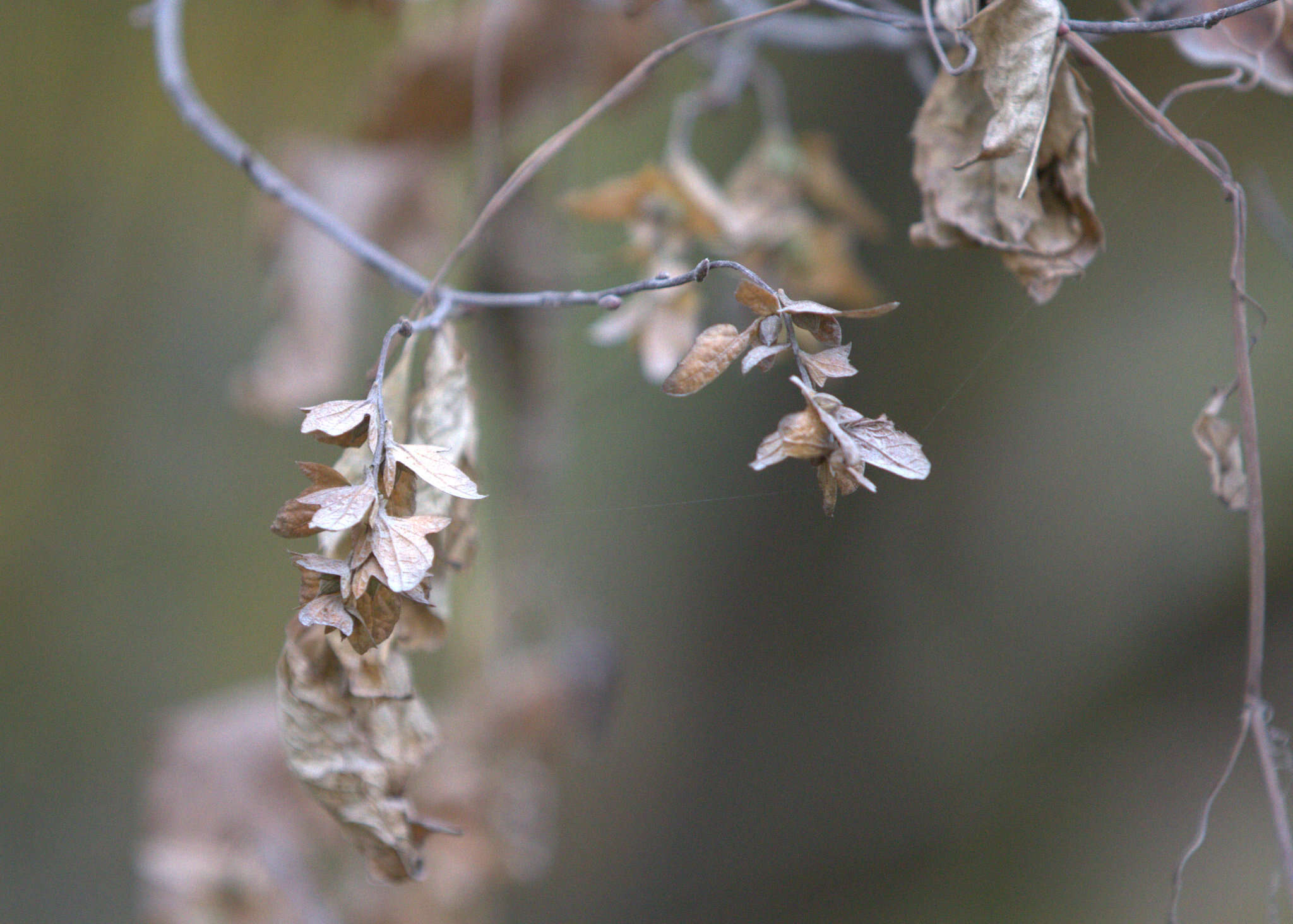 Слика од Carpinus caroliniana Walter