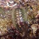 Image of Hairy Chiton