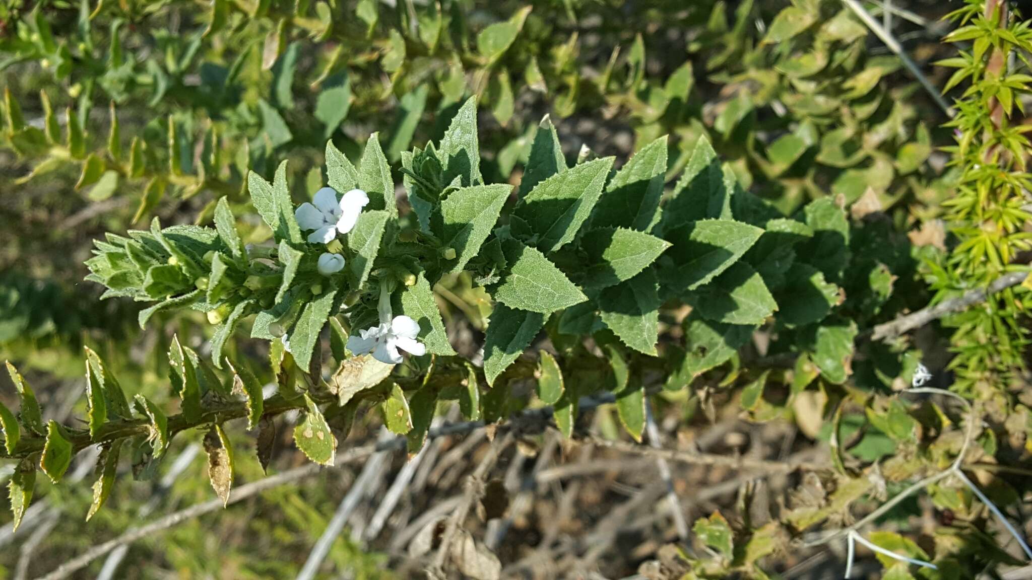 Plancia ëd Oftia africana (L.) Bocq. ex Baill.