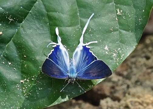 Image de Hypolycaena hatita Hewitson 1865