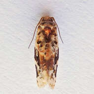 Argyrotaenia velutinana Walker 1863的圖片