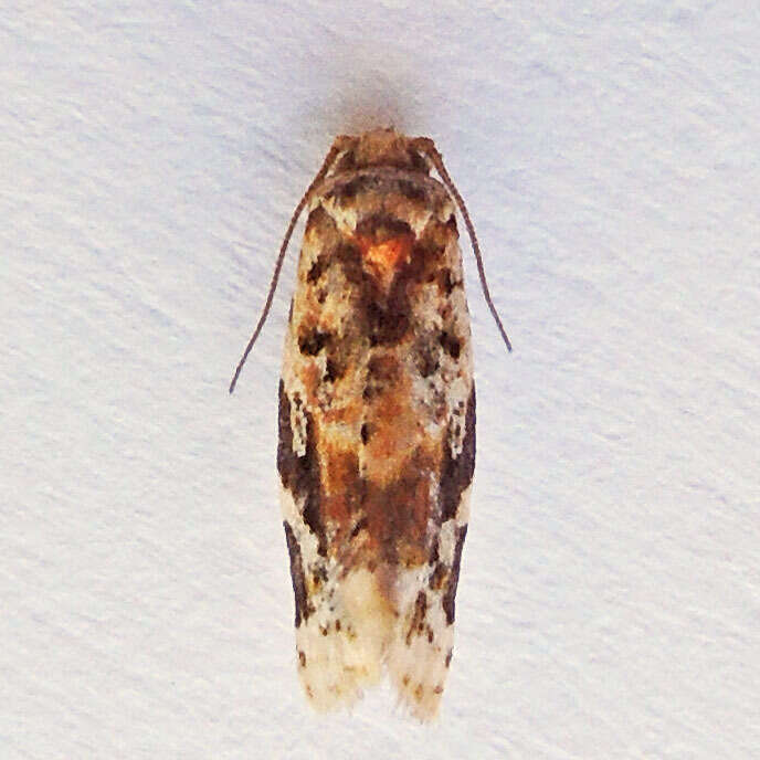 Argyrotaenia velutinana Walker 1863的圖片