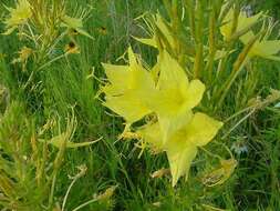 Imagem de Oenothera rhombipetala Nutt. ex Torr. & Gray