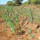 صورة Pimelea holroydii F. Müll.