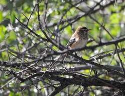 Cercotrichas leucophrys leucophrys (Vieillot 1817)的圖片