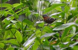 Image of Ferruginous Antbird