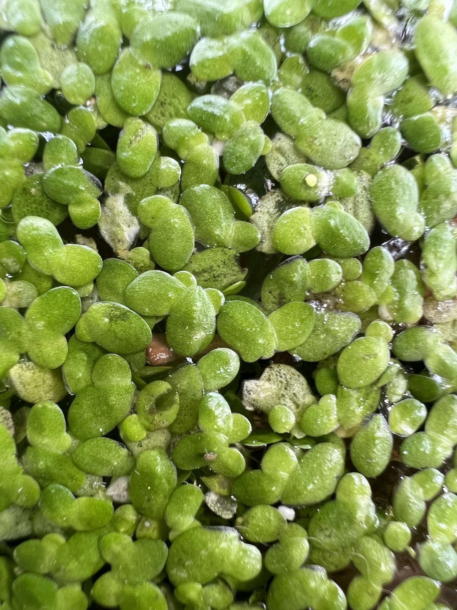 Image of least duckweed