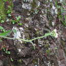 Image of Eschenbachia japonica (Thunb.) J. Kost.