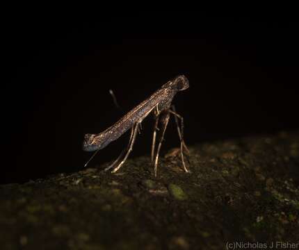 Image of Caloptilia eurycnema (Turner 1894)