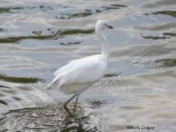 Image of Little Blue Heron