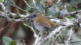 Image of Black-billed Nightingale-Thrush