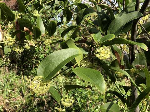 Image of Smilax australis R. Br.