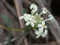 Image of Pimelea humilis R. Br.