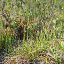 Plancia ëd Carex umbrosa subsp. sabynensis (Less. ex Kunth) Kük.