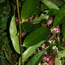 Image of Cavendishia tarapotana (Meissner) Benth. & Hook. fil.