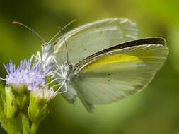 Image of Eurema elathea (Cramer (1777))